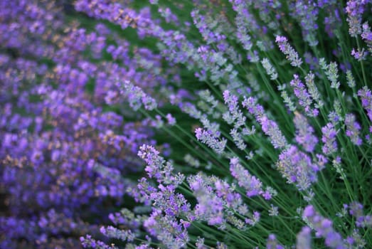Violet lavender blossom. Aromatic and natural herbal