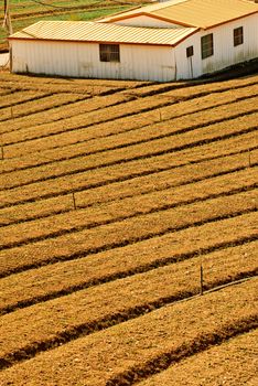 Yellow farm with house in field of country.