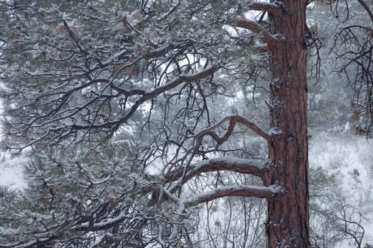 pine tree in falling snow - winter scenery background