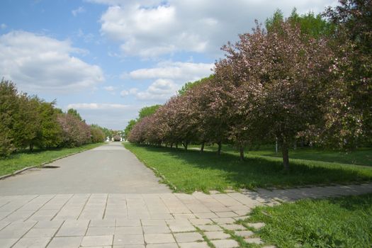 Apple-tree alley on a bright day