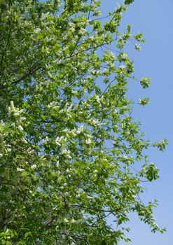 Bird cherry tree on a sky background