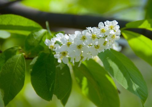 Bird cherry tree flowers and leaves