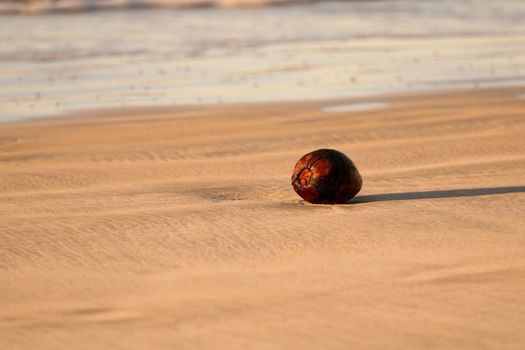 Coconut on the sand  beach