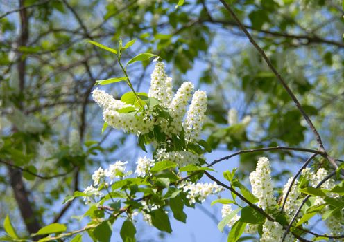 Bird cherry tree flowers and leaves on a sky background