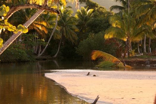 Jungle in caribbean, river and coconut palms