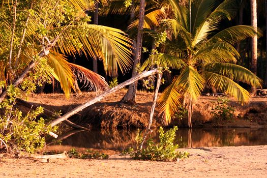 Shot of Caribbean landscape by evening