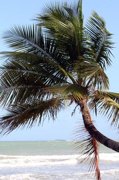 Coconut palm on the beach in the caribbean