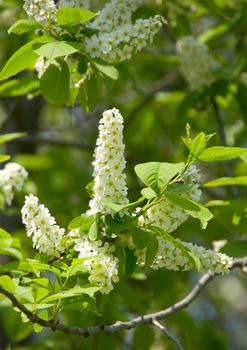 Bird cherry tree flowers and leaves