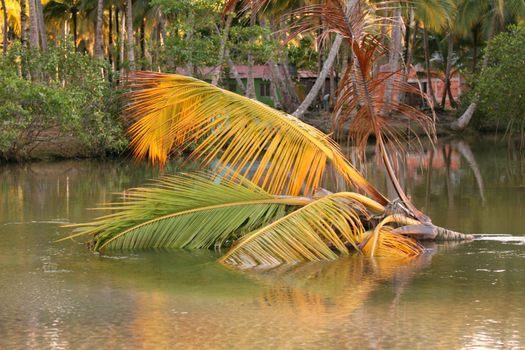 Coconut palm in water by evening