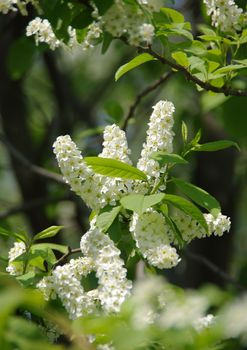 Bird cherry tree flowers and leaves