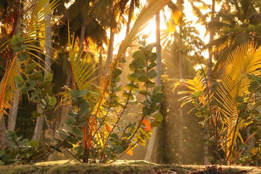 Sunrise in the caribbean, many palms and trees