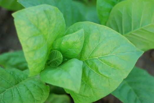 green background  of tobacco close-up. agriculture plant