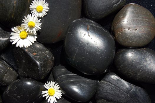 happy daisy flowers on black stone background showing health and wellness concept