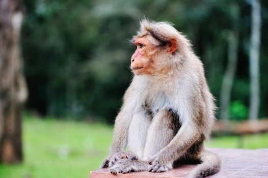 Wild monkey sits near a village house