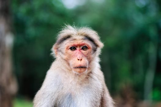 Portrait of a monkey in tropical forest