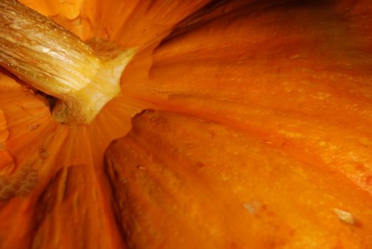 Close-up of orange Halloween pumpkin with brown stalk.
