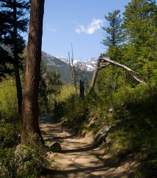 A peak in the rockies framed by broken trees along a trail.