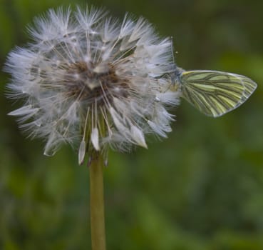 Cabbage white butterfly resting on a dandelion clock.