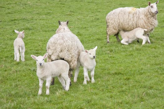 Sheep and lambs in a field