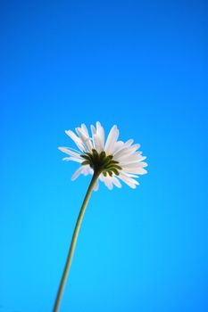 happy daisy under blue summer sky from below