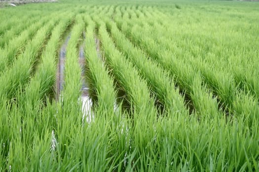 Rice Paddy in nice green color grown in korea