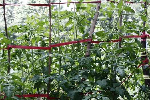 Tomato growing on Vine with trellis and unripe fruit