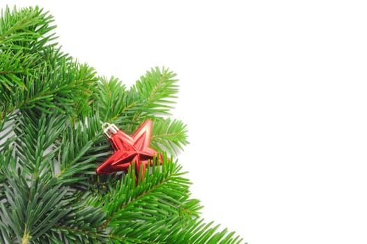 green fir for christmas with blank and empty copyspace