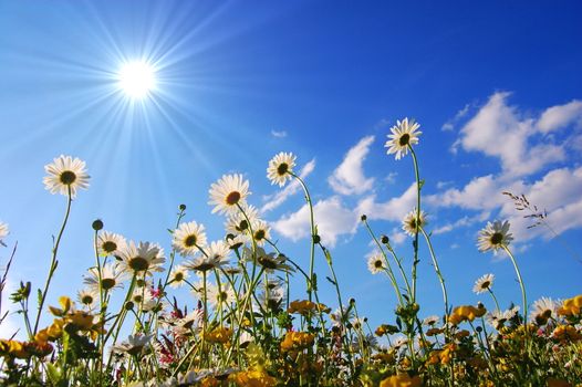 daisy flowers from below with blue sky on sunny summer day