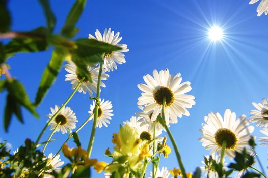 daisy flowers from below under blue sky in summer