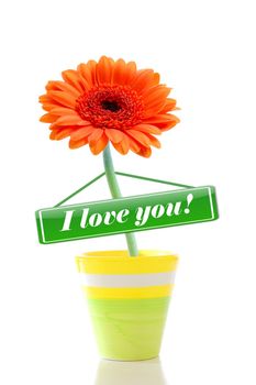 i love you flower isolated on white greeting card