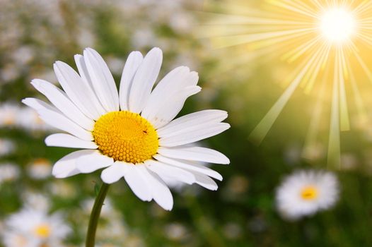 daisy flowers on a sunny summer field