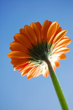 gerbera daisy from below under blue sky in summer