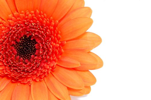 gerbera daisy flower isolated on white background