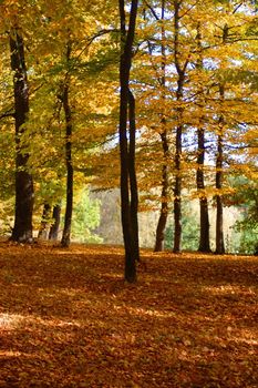 autumn in the forest with golden leaves on trees