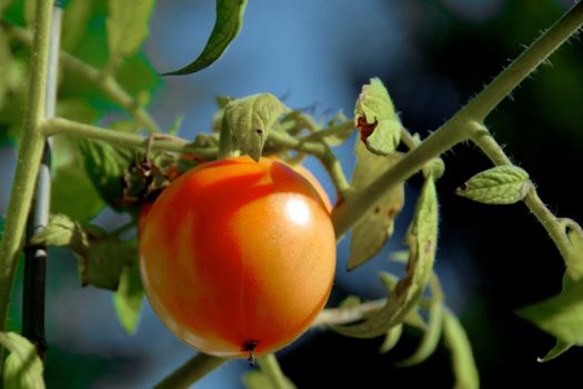 A beautiful organic red tomato sitting on a vine waiting to be plucked and eaten