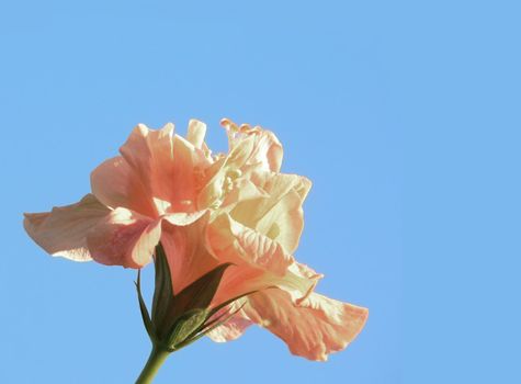 Double bloom hibiscus with blue sky background