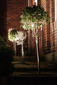 Small Trees at Night
