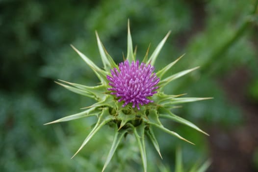 A purple flower seen up close in the spring time