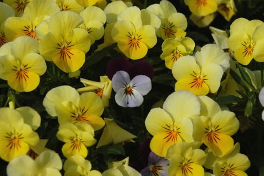 A field of pansies in the spring of the year with one white flower in the middle of a bunch of yellow ones