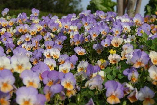 A field of pansies in the spring of the year