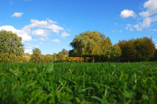 green trees of a park at summer or autumn under blue sky