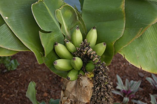 A green japanese banana plant