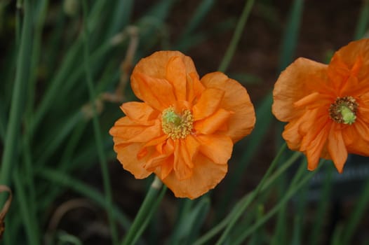 A closeup of an orange flower in the spring
