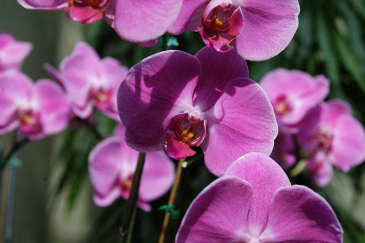 A closeup view of  purple orchids in bloom