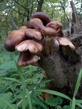 Family of the honey fungus on stump in wood