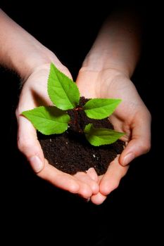 hands plant and soil showing concept of growth