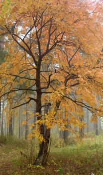 autumnal tree, park