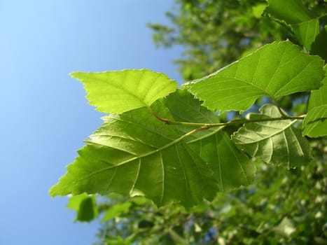 green birch leaves at blue sky