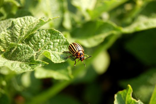 Colorado beetle on  potato leaf