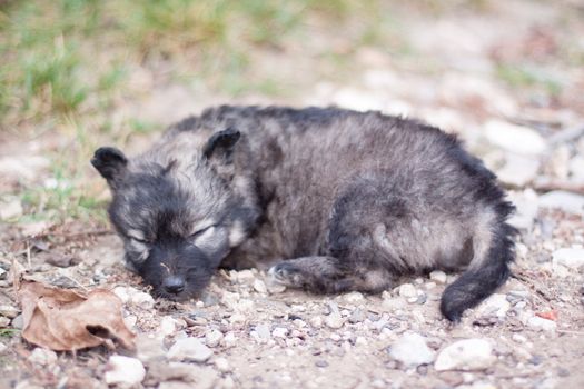 pitiful black puppy on road 
